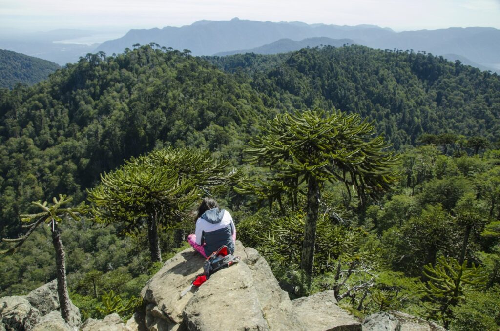 Shinrin Yoku o baño de bosque